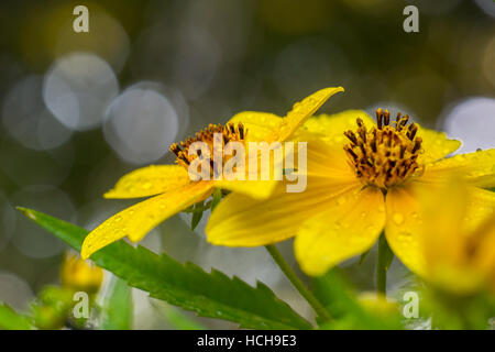 Two adjacent opened yellow Biden flowers with green leaves and bokeh highlights Stock Photo