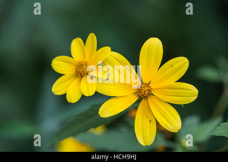 Two adjacent opened yellow Biden flowers with green leaves and green background Stock Photo