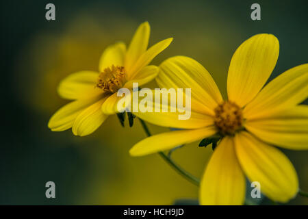 Two adjacent opened yellow Biden flowers with green stem and de-focused yellow and green background Stock Photo