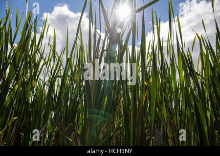 Low angle upward view of sun shining through tall green grass with light flare Stock Photo