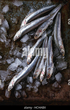 Lot of raw fresh anchovies fishes on crushed ice over old dark metal background. Top view. Sea food background theme. Stock Photo