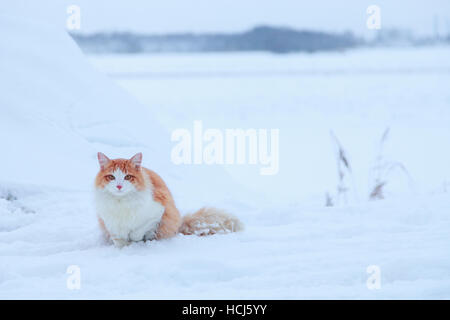 Ginger cat on snow background Stock Photo