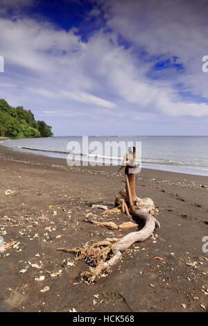Twisted dry tree trunk swept by the tide and landed on the volcanic dark sand of the beach of Olal village at the Northern tip of Ambrym island. Stock Photo