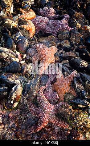 Seafood Bounty During Low Tide Stock Photo