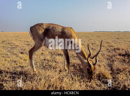 Indian Blackbuck, (Antilope cervicapra), adult male on grassland plains, Blackbuck National Park,Velavadar,Gujarat,India Stock Photo