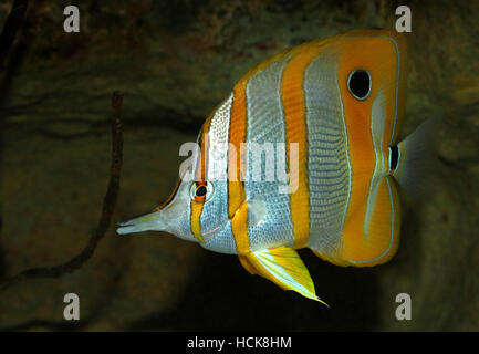 Copperband butterflyfish, a.k.a. beaked coral fish (Chelmon rostratus), native to the Pacific & Indian Oceans Stock Photo