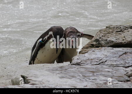 Humboldt Spheniscus humboldti penguins penguin friends couple sociable mate for life walking full body length Stock Photo