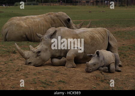 southern white rhinoceros mother baby mirroring sleeping asleep profile portrait face full body Cotswold Wildlife Park Stock Photo