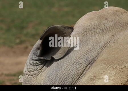 southern white rhinoceros ear  closeup close up  Cotswold Wildlife Park Stock Photo