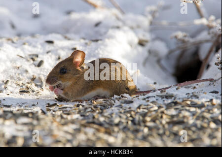 A closeup of a happy house mouse (Mus musculus) eating seeds on the snow under the bird-table Stock Photo