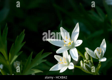 The Ornithogalum umbellatum have many names as Star-of-Bethlehem, Grass Lily, Nap-at-Noon, Eleven-o'clock Lady dark background Stock Photo