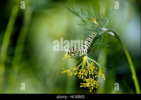 Caterpillar of the Old World Swallowtail (Papilio machaon) likes the dill seeds with a defocused background Stock Photo