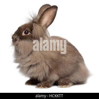 Sitting chocolate colored little lionhead bunny rabbit Stock Photo