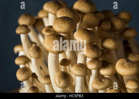 Raw Organic Brown Beech Mushrooms in a Bunch Stock Photo