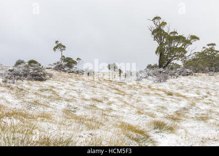 Landscape in Dove Valley with snow covered grass and eucalyptus trees. View from Cradle Valley Boardwalk near Overland Track Stock Photo