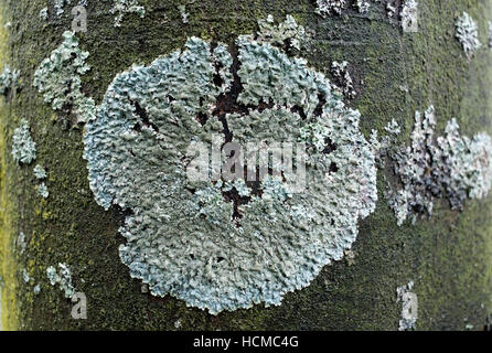 Patch of green lichen growing on the trunk of a deciduous tree in a circular pattern Stock Photo