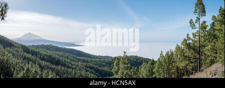 Mountain landscape, forest and summit view above clouds. Pico del Teide behind pine tree forest valley above clouds. Stock Photo