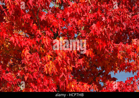 American sweetgum in autumn colors (Liquidambar styraciflua), starfish tree, Schleswig-Holstein, Germany Stock Photo