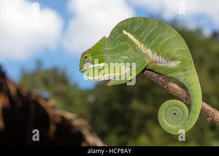 Two-banded chameleon or rainforest chameleon (Furcifer balteatus), rainforest, Ranomafana National Park, Southern Highlands