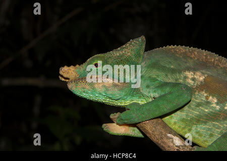 Parson's chameleon (Calumma parsonii cristifer), male, rainforest, Andasibe-Mantadia National Park, Southern Highlands Stock Photo