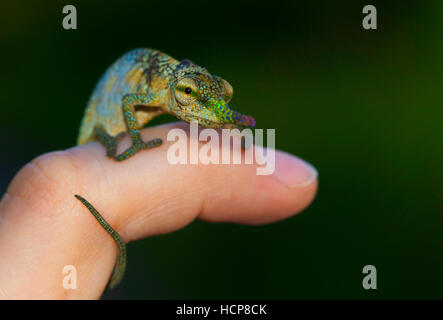 Blade or lance-nosed chameleon (Calumma gallus), male on finger, Vohimana Reserve, eastern Madagascar, Madagascar Stock Photo