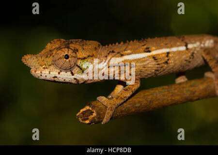 Rhinoceros chameleon (Furcifer rhinoceratus), juvenile, male, rare, Ankarafantsika National Park, Western Madagascar, Madagascar Stock Photo