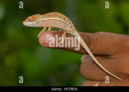 Angel's chameleon (Furcifer angeli) on finger, extremely rare, dry forest, northwestern Madagascar, Madagascar Stock Photo