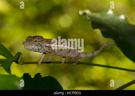 Rhinoceros chameleon (Furcifer rhinoceratus), juvenile, male, rare, Ankarafantsika National Park, Western Madagascar, Madagascar Stock Photo