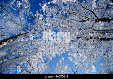 Snow-covered trees against the blue sky, Kalkalpen National Park, Upper Austria, Austria, Europe Stock Photo