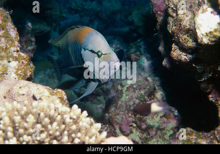 Slingjaw Wrasse (Epibulus insidiator), Red Sea, Egypt, Africa Stock Photo