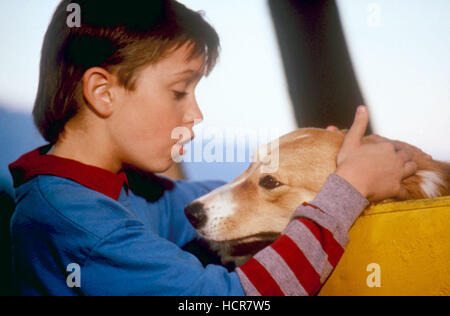 BINGO, Bingo the dog, 1991, (c)TriStar Pictures/courtesy Everett ...