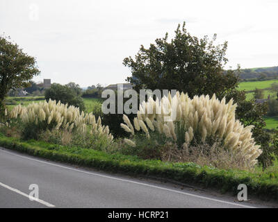 Brilliant white pampas grass in sunshine growing at roadside Stock Photo