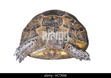 Spur-thighed Tortoise - Testudo graeca Stock Photo