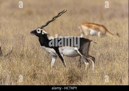 Blackbuck Antelope - Antilope cervicapra Stock Photo