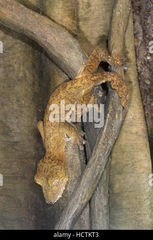 Giant Leaf-tailed Gecko - Uroplatus fimbriatus - Madagascar Stock Photo