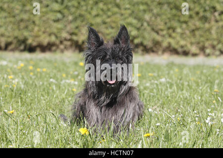 berger picard, male, 7 years old, fauve bringe Stock Photo