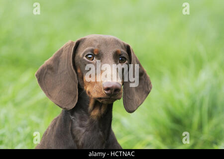 young dachshund Stock Photo