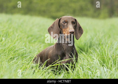 young dachshund Stock Photo
