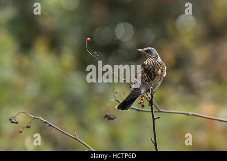 A fieldfare, Turdus pilaris, bird eating berries on a hawthorn bush during Autumn season. Stock Photo