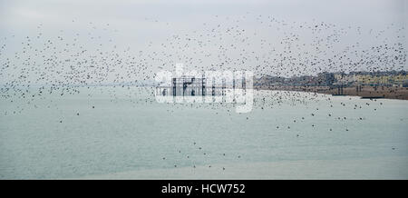 Stunning spectacle of starlings birds murmuration flying over sea in Winter Stock Photo