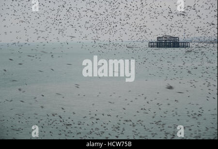 Stunning spectacle of starlings birds murmuration flying over sea in Winter Stock Photo