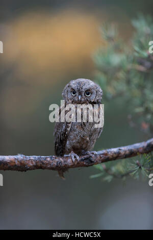 Eurasian Scops Owl / Zwergohreule ( Otus scops ), perched on a branch of a pine tree, nice clean background, funny little bird. Stock Photo