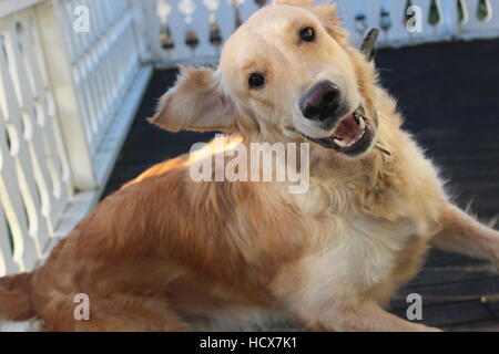 Happy golden retriever playing and jumping around Stock Photo