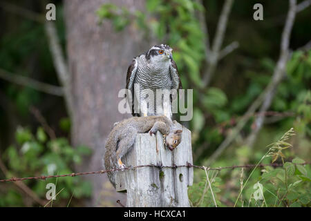 Goshawk Accipiter gentilis with grey squirrel prey on a wooden post taken under controlled conditions