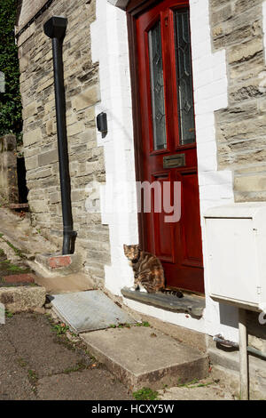 family pet cat on doorstep in sunshine Stock Photo