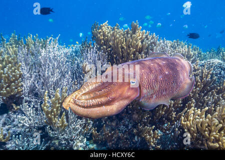 Adult broadclub cuttlefish (Sepia latimanus) on the reef at Sebayur Island, Flores Sea, Indonesia Stock Photo