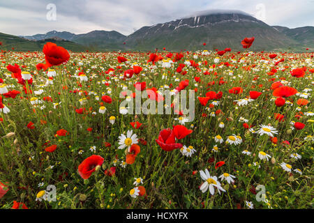 Red poppies and daisies in bloom, Castelluccio di Norcia, Province of Perugia, Umbria, Italy Stock Photo