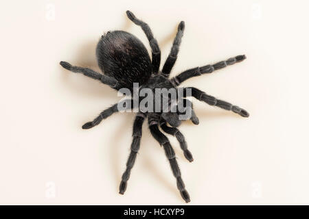 Brazilian Black Tarantula (Theraphosidae), captive, Brazil Stock Photo