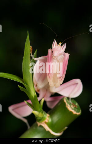 Orchid Mantis (Hymenopus Coronatus), captive, Malaysia Stock Photo