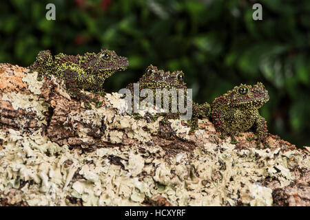 Vietnamese Mossy Frog (Theloderma Corticale), captive, Vietnam, Indochina Stock Photo
